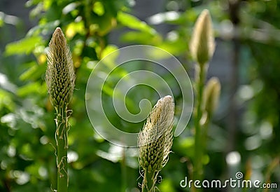 Eremurus robustus young plant lawn grass bulb turf in the garden early spring april Stock Photo