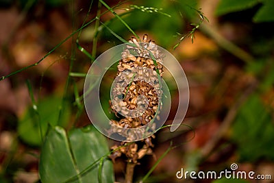 Plant Neottia nidus-avis Stock Photo