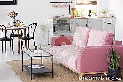 Plant next to pink sofa in apartment interior with chairs at din Stock Photo