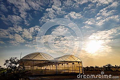 Plant nurseries in the sunset background Stock Photo
