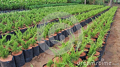 Plant nursery Stock Photo