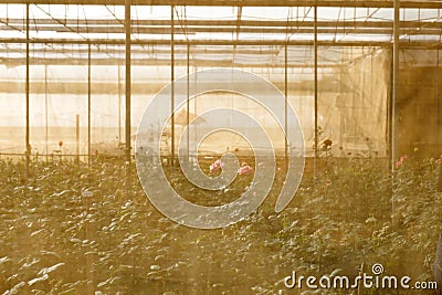 Plant nursery roses shot past fabrics screen Stock Photo