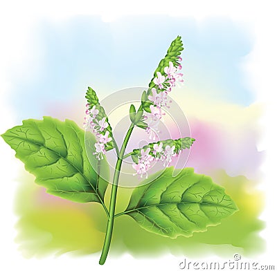 Plant patchouli (Pogostemon cablini). Vector Illustration