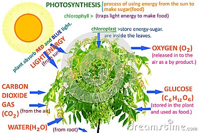 Plant photosynthesis concept Stock Photo