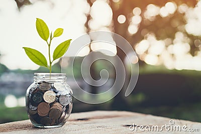 Plant on pile coins in the bottle, Money growing concept and the goal success. Stock Photo