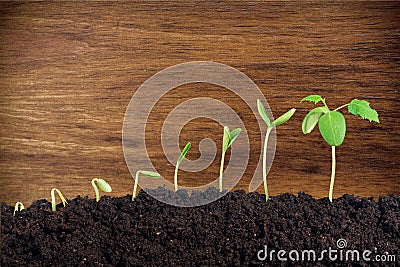 Plant Stock Photo