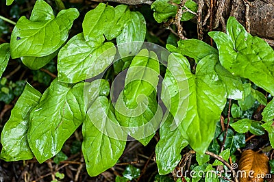 Plant portrait arum lily leaves Stock Photo