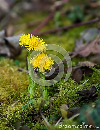 Plant portrait coltsfoot Stock Photo