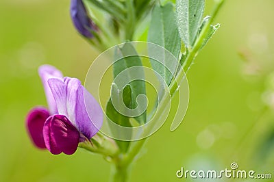 Plant portrait common vetch Stock Photo