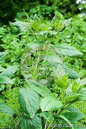 Plant portrait deadly nightshade Stock Photo