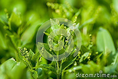 Plant portrait dog's mercury Stock Photo