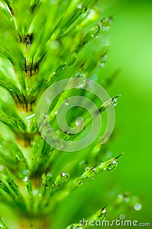 Plant portrait field horsetail Stock Photo