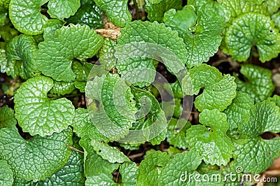 Plant portrait garlic mustard Stock Photo