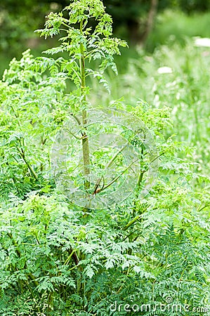 Plant portrait hemlock Stock Photo