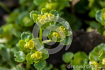 Plant portrait opposite-leaved golden saxifrage Stock Photo