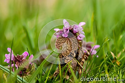 Plant portrait red dead-nettle Stock Photo