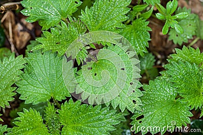 Plant portrait stinging nettle Stock Photo