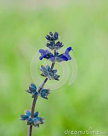 Plant portrait wild clary Stock Photo