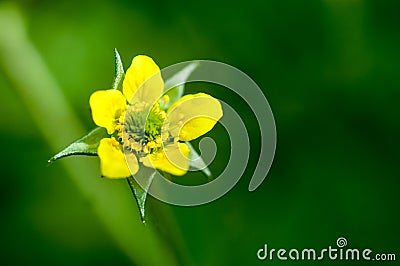 Plant portrait wood avens Stock Photo