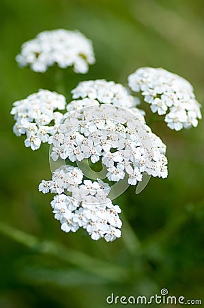 Plant portrait yarrow flowers Stock Photo