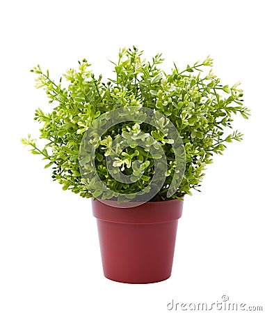 Plant pot Stock Photo