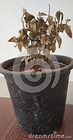 Plant with black pot Stock Photo