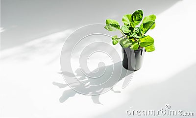 Plant in pot with Light and shadow, minimalism concept . Greening home with Houseplants. Stock Photo
