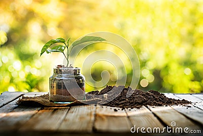 plant in pot with organic soil over nature background and sunlight Stock Photo