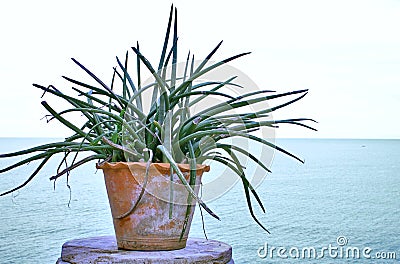 Plant Pot Sea Gulf Blue Background Stock Photo