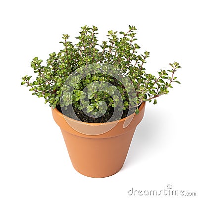 Plant pot with a Thymus pulegioides Tabor plant on white background Stock Photo