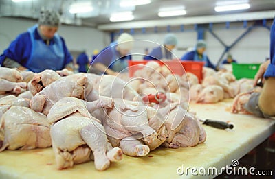 Processing poultry in the food industry. chicken Stock Photo