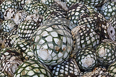 plant for the production of tequila Stock Photo