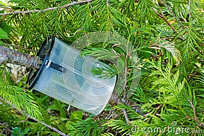 Plant propagation Stock Photo