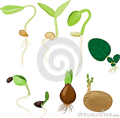 Plant reproduction set Stock Photo