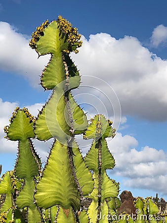 Plant of Resin spurge. Lanzarote, Spain Stock Photo