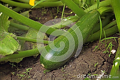 Plant with ripe tasty squash Stock Photo