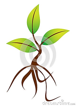 Plant with roots Vector Illustration