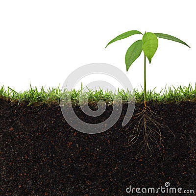 Plant with roots Stock Photo