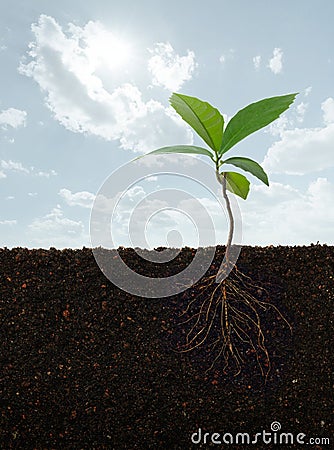 Plant with roots Stock Photo