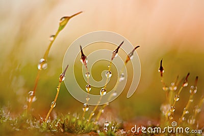 Plant roots Stock Photo