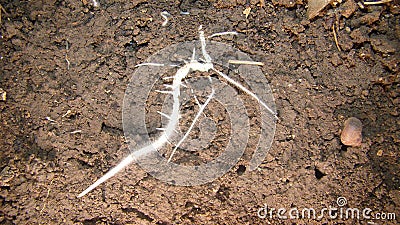 Plant roots close up the root of a plant Growing plant with underground root visible . root and soil . Stock Photo