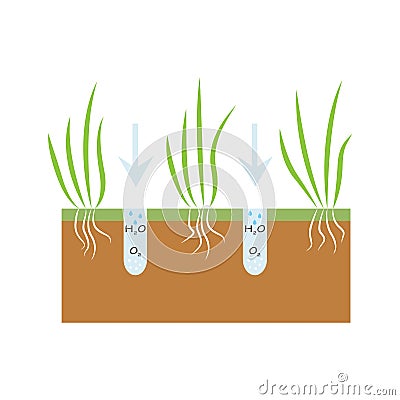 Plant with roots. Lawn aeration stage illustration. Lawn grass. Cartoon Illustration