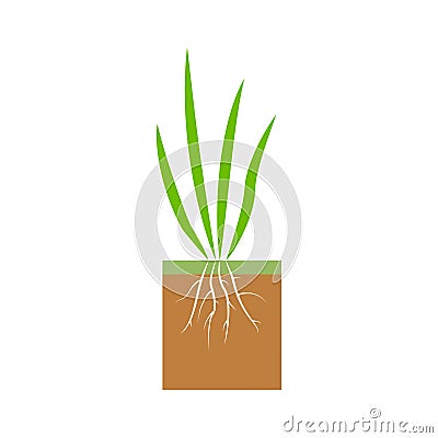 Plant with roots. Lawn aeration stage illustration. Lawn grass. Cartoon Illustration