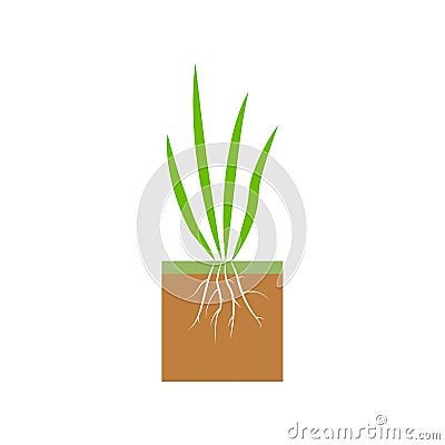 Plant with roots. Lawn aeration stage illustration. Lawn grass. Cartoon Illustration