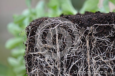 Plant roots Stock Photo