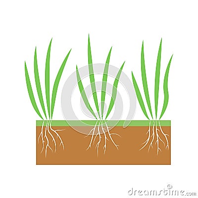 Plant with roots set. Lawn aeration stage illustration. Lawn grass. Cartoon Illustration