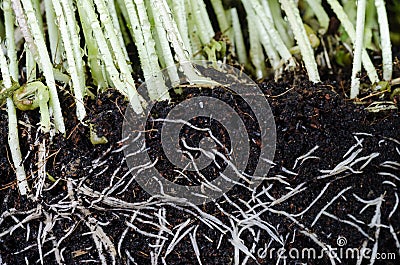 Plant and roots Stock Photo