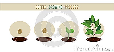 Plant seed germination stages. Vector Illustration