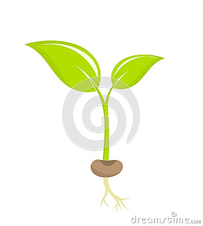 Plant seedling Vector Illustration