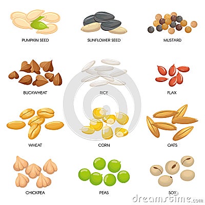 Plant seeds. Cereals grains, chickpeas nuts and cellulose grain. Nut and seed isolated cartoon vector illustration Vector Illustration